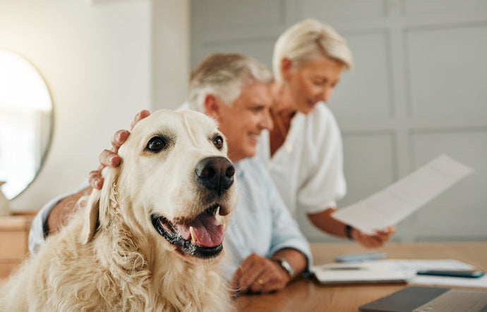 Pet Insurance: Why It Is Important For Pet Owners