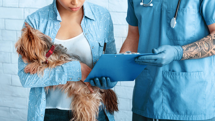 The Significance Of Pet Insurance For Owners