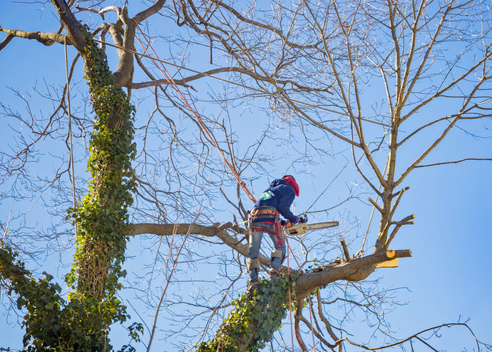 Exclusive Offer: Affordable Tree Services Tailored For Seniors In The United States