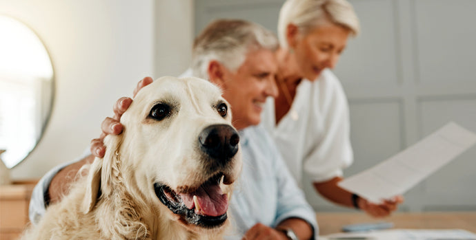 Best Dog Insurance Plans For Seniors